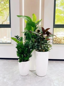 宁波江北花卉租摆专业，点亮你的花卉租摆时光